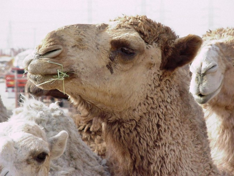 [DOT CD01] Scenery - Dromedary Camel, Kuwait City; DISPLAY FULL IMAGE.