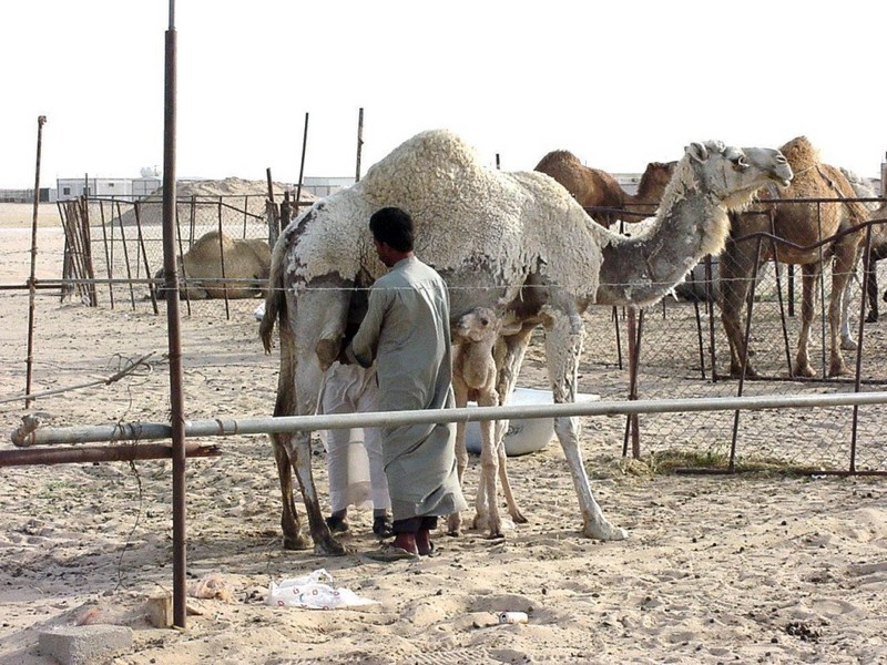 [DOT CD01] Scenery - Dromedary Camel, Kuwait City; DISPLAY FULL IMAGE.