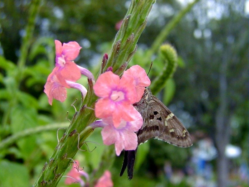 [DOT CD01] Scenery - Butterfly, New Orleans, Louisiana City Park; DISPLAY FULL IMAGE.