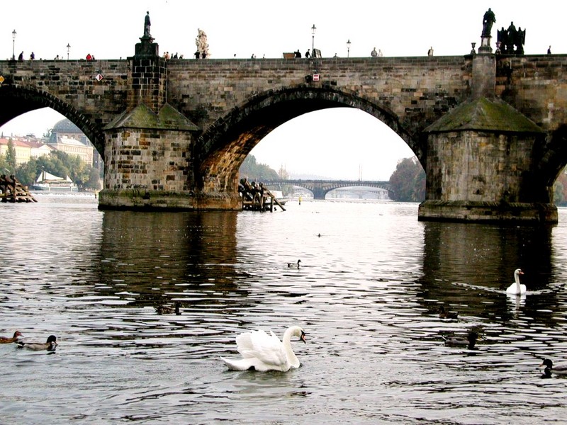 [DOT CD01] Scenery - Mute Swans, Prague, Czech Republic; DISPLAY FULL IMAGE.