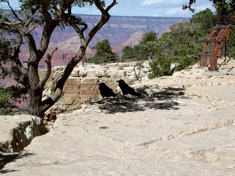 [DOT CD02] Arizona - Ravens, Grand Canyon Mohave Point; DISPLAY FULL IMAGE.