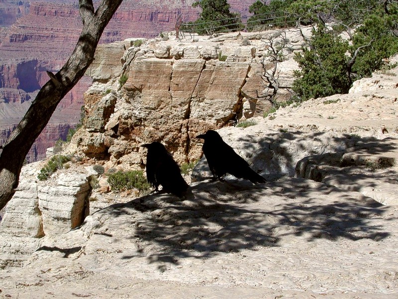 [DOT CD02] Arizona - Ravens, Grand Canyon Mohave Point; DISPLAY FULL IMAGE.