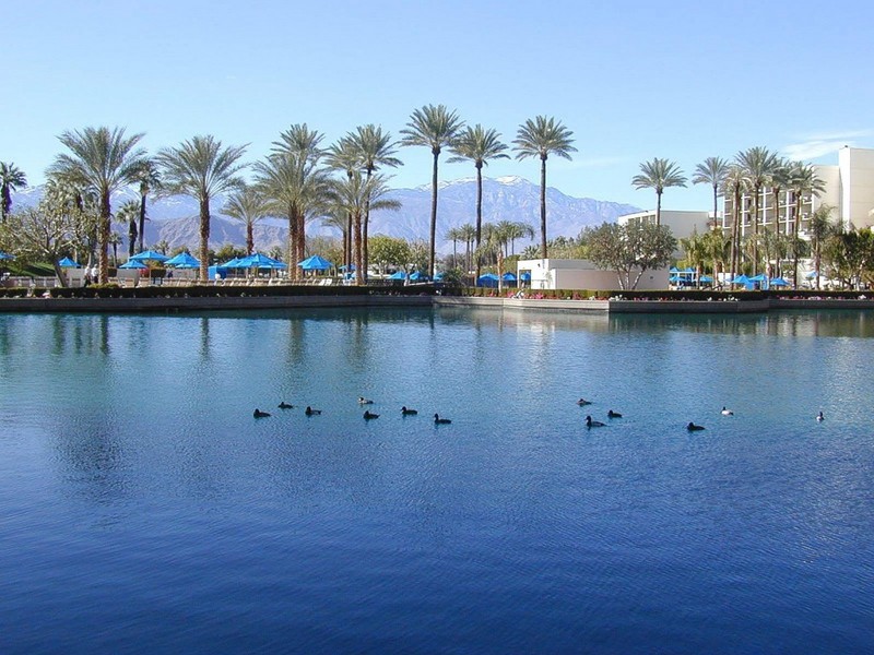 [DOT CD02] Ducks California Palm Desert; DISPLAY FULL IMAGE.