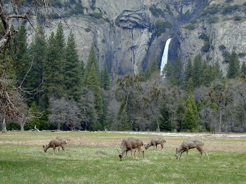 [DOT CD02] Deer, California Yosemite; DISPLAY FULL IMAGE.