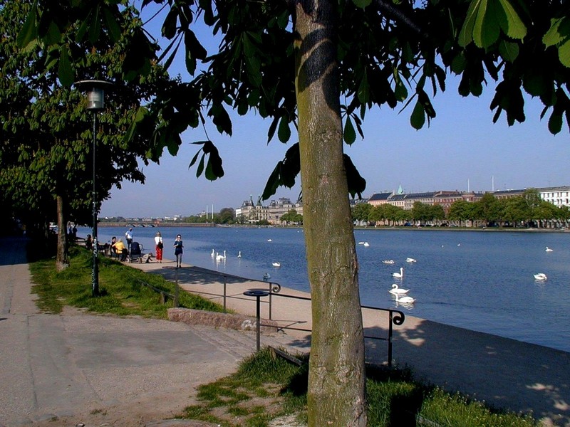 [DOT CD02] Swans in lake, Norrebro, Copenhagen; DISPLAY FULL IMAGE.