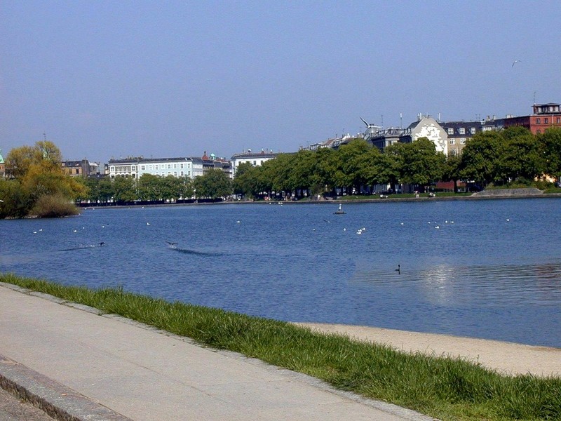 [DOT CD02] Swans in lake, Norrebro, Copenhagen; DISPLAY FULL IMAGE.