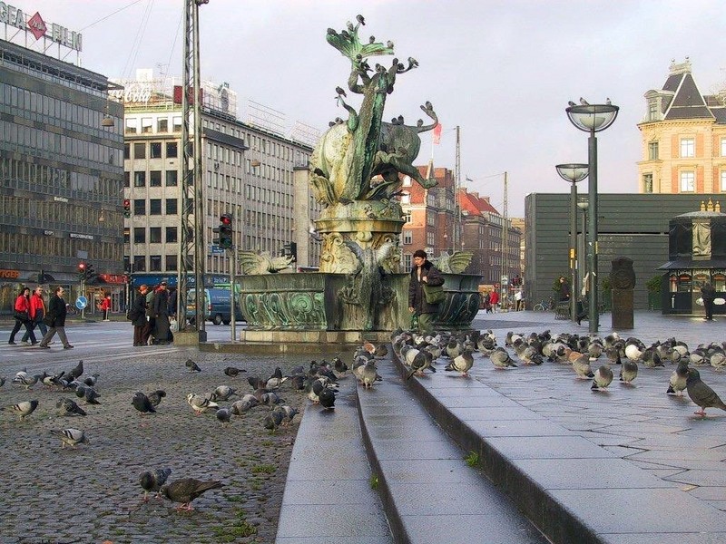 [DOT CD02] Feral Pigeons, Downtown, Copenhagen; DISPLAY FULL IMAGE.