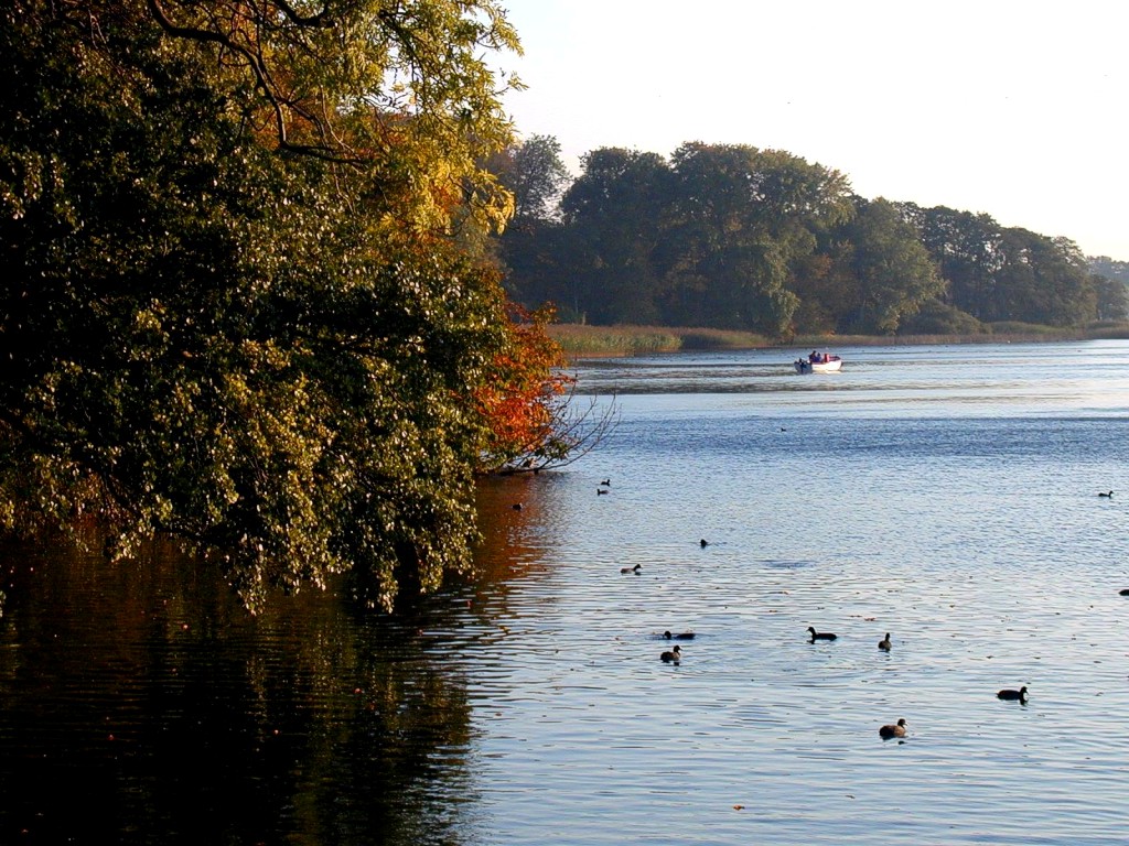 [DOT CD02] Waterfowl, Sealand Lake, Copenhagen; DISPLAY FULL IMAGE.