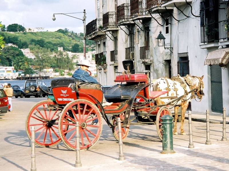 [DOT CD02] Cuba - Horse; DISPLAY FULL IMAGE.