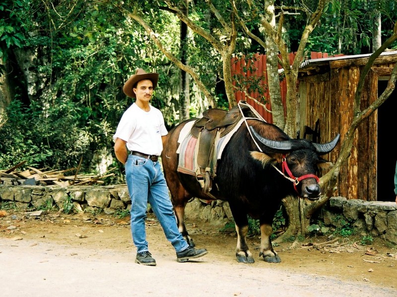 [DOT CD02] Cuba - Cow; DISPLAY FULL IMAGE.