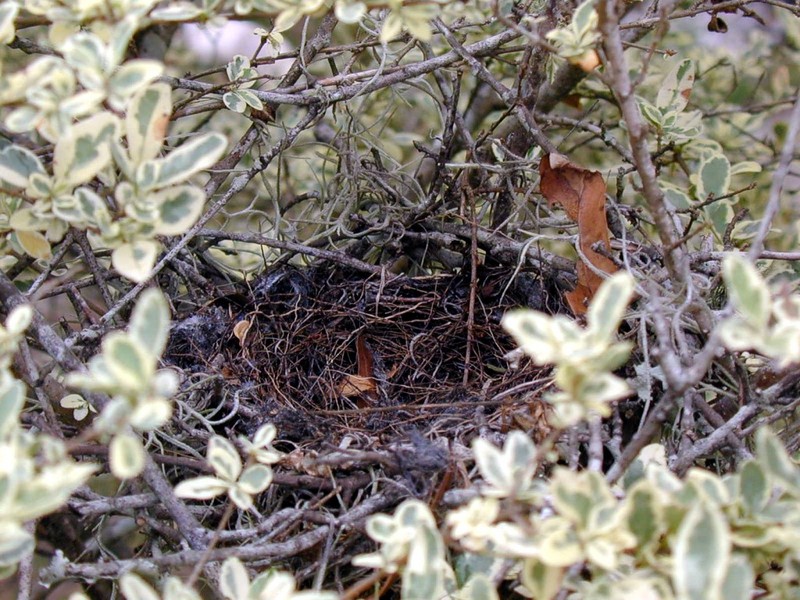 [DOT CD02] Florida - Gilchrist County - Bird Nest; DISPLAY FULL IMAGE.