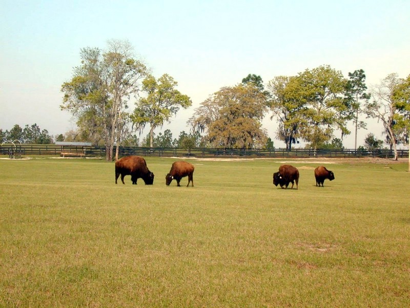 [DOT CD02] Florida - Gilchrist County - American Bisons; DISPLAY FULL IMAGE.