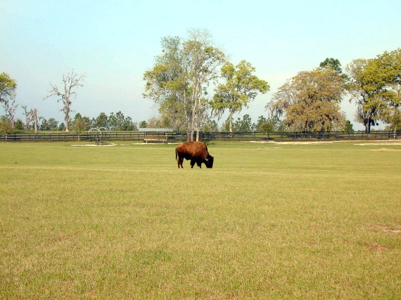 [DOT CD02] Florida - Gilchrist County - American Bison; DISPLAY FULL IMAGE.