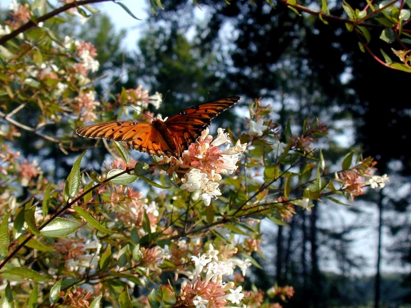 [DOT CD02] Florida - Gilchrist County - Butterfly; DISPLAY FULL IMAGE.