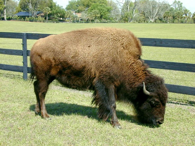 [DOT CD02] Florida - Gilchrist County - American Bison; DISPLAY FULL IMAGE.