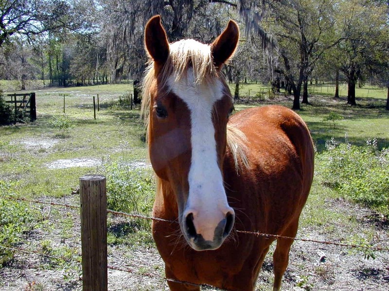 [DOT CD02] Florida - Gilchrist County - Horse; DISPLAY FULL IMAGE.