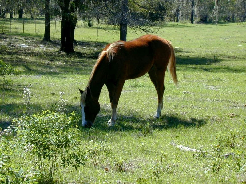 [DOT CD02] Florida - Gilchrist County - Horse; DISPLAY FULL IMAGE.