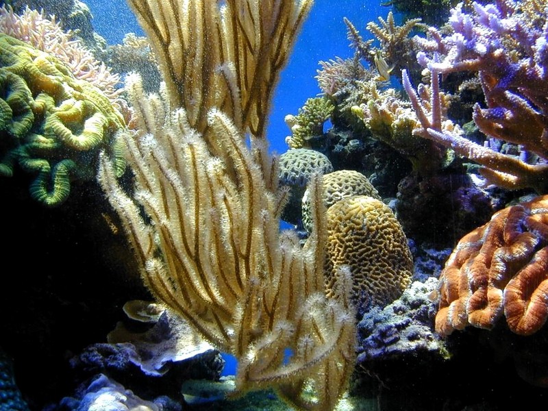[DOT CD02] Hawaii - Corals; DISPLAY FULL IMAGE.