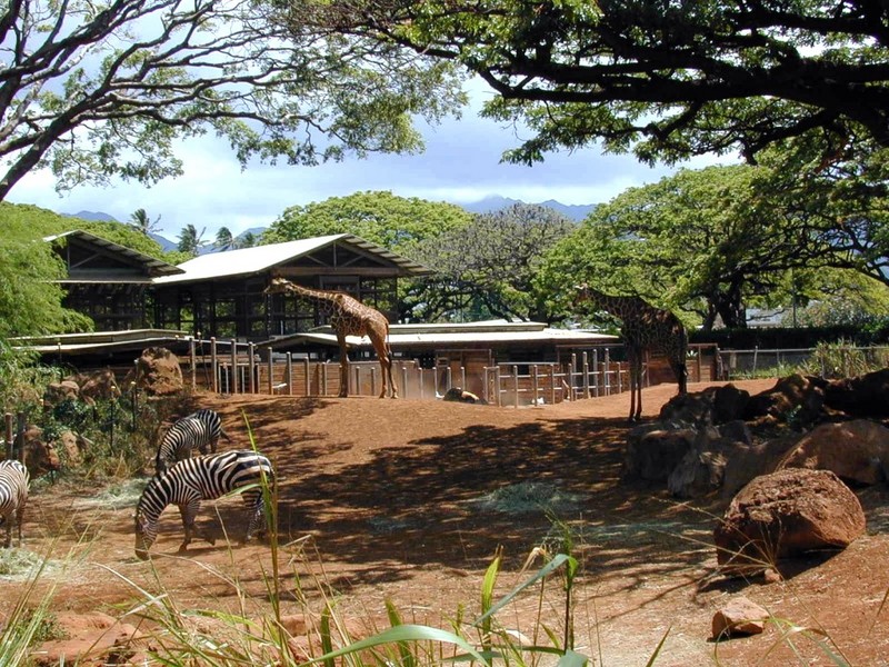 [DOT CD02] Hawaii - Honolulu Zoo - Zebras, Giraffe; DISPLAY FULL IMAGE.