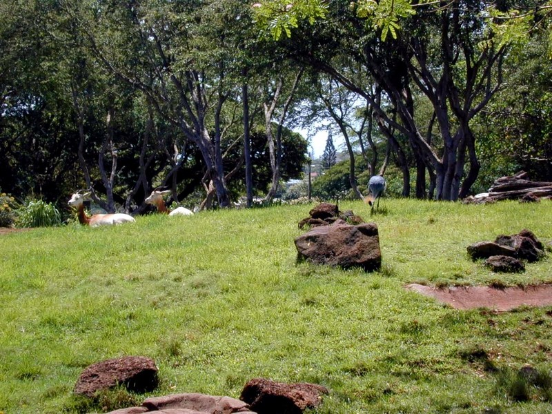 [DOT CD02] Hawaii - Honolulu Zoo - Antelopes; DISPLAY FULL IMAGE.