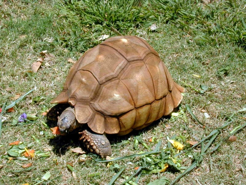 [DOT CD02] Hawaii - Honolulu Zoo - Turtle; DISPLAY FULL IMAGE.