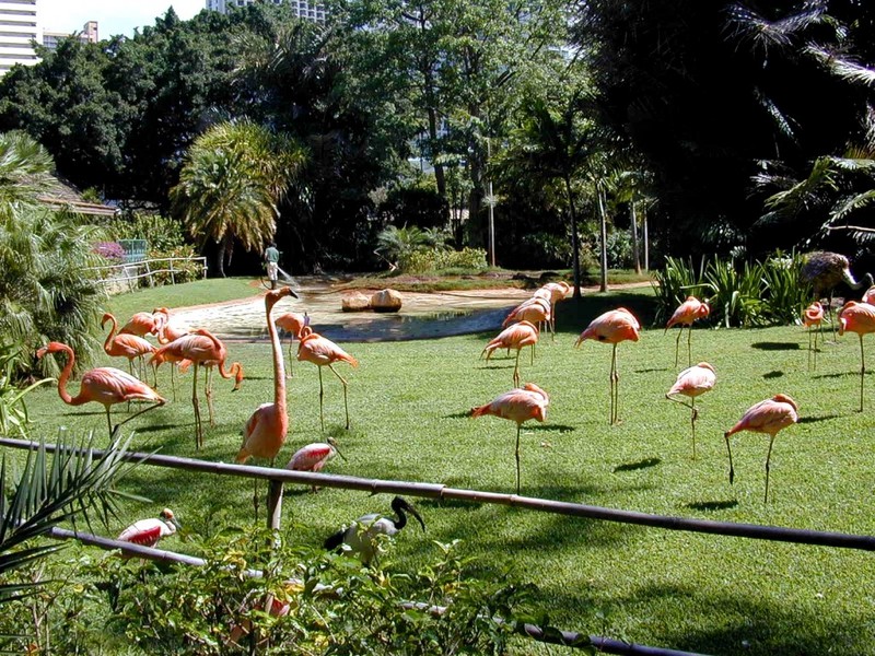 [DOT CD02] Hawaii - Honolulu Zoo - Flamingo flock; DISPLAY FULL IMAGE.