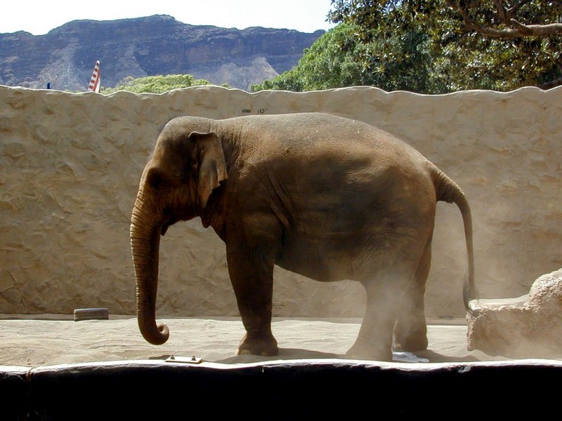 [DOT CD02] Hawaii - Honolulu Zoo - Asiatic Elephant; DISPLAY FULL IMAGE.