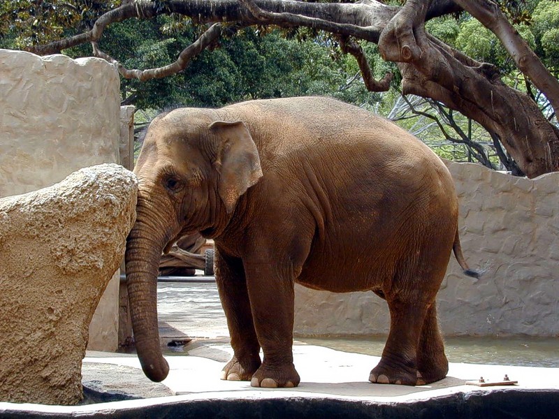 [DOT CD02] Hawaii - Honolulu Zoo - Asiatic Elephant; DISPLAY FULL IMAGE.