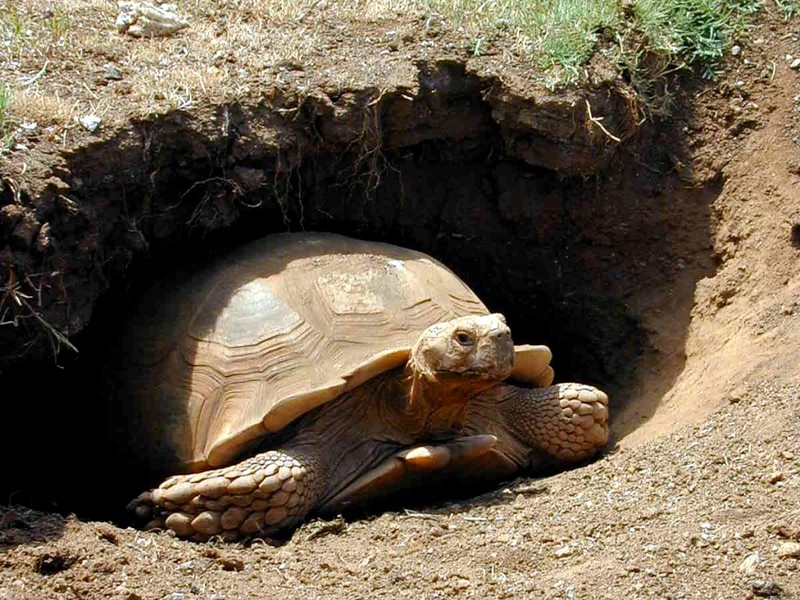 [DOT CD02] Hawaii - Honolulu Zoo - Turtle; DISPLAY FULL IMAGE.