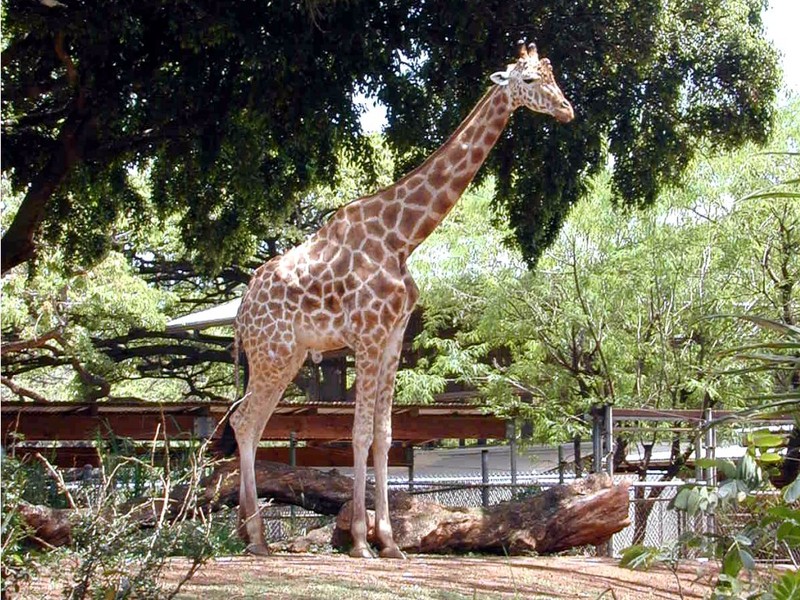 [DOT CD02] Hawaii - Honolulu Zoo - Giraffe; DISPLAY FULL IMAGE.