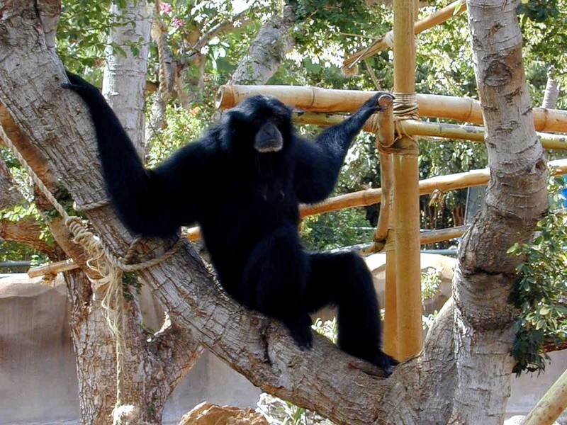 [DOT CD02] Hawaii - Honolulu Zoo - Monkey (Siamang???); DISPLAY FULL IMAGE.