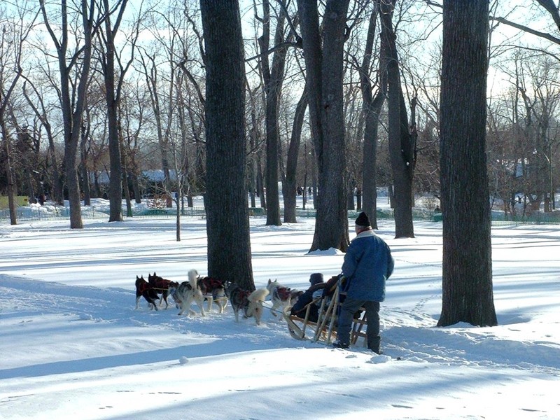 [DOT CD02] Montreal - Sled dogs; DISPLAY FULL IMAGE.