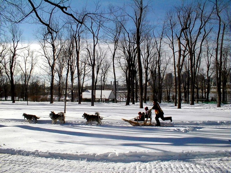 [DOT CD02] Montreal - Sled dogs; DISPLAY FULL IMAGE.