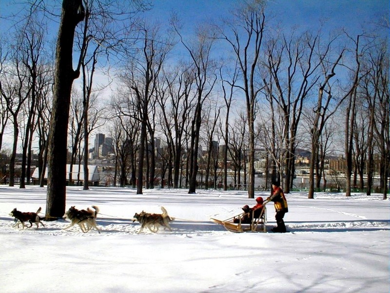 [DOT CD02] Montreal - Sled dogs; DISPLAY FULL IMAGE.