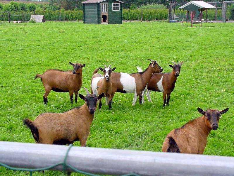 [DOT CD02] Zwartebroek, Netherlands - Goats; DISPLAY FULL IMAGE.