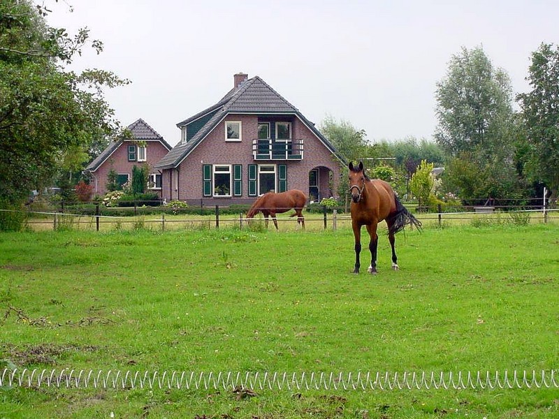 [DOT CD02] Zwartebroek, Netherlands - Horse; DISPLAY FULL IMAGE.