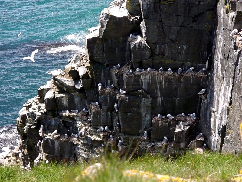 [DOT CD02] St. Marys, Newfoundland - Gulls; DISPLAY FULL IMAGE.