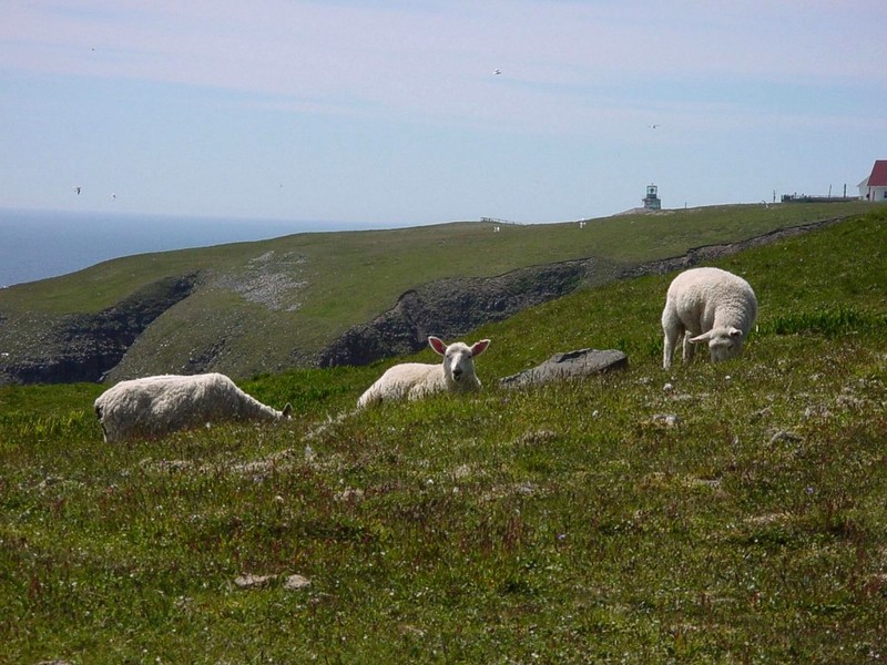 [DOT CD02] St. Marys, Newfoundland - Sheep; DISPLAY FULL IMAGE.