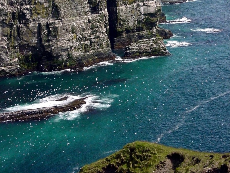 [DOT CD02] St. Marys, Newfoundland - Gulls; DISPLAY FULL IMAGE.