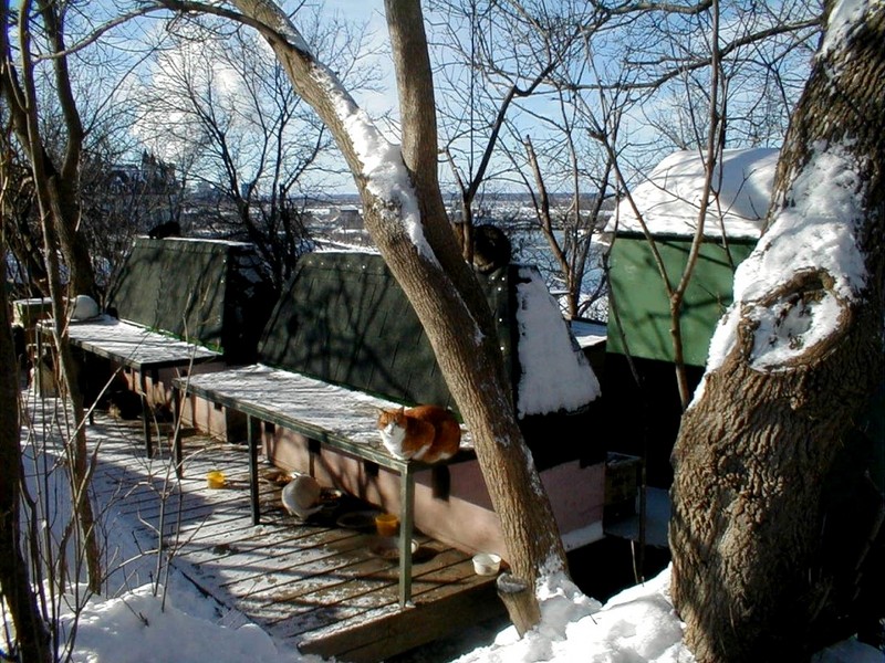 [DOT CD02] Cat, Winter in Ottawa; DISPLAY FULL IMAGE.