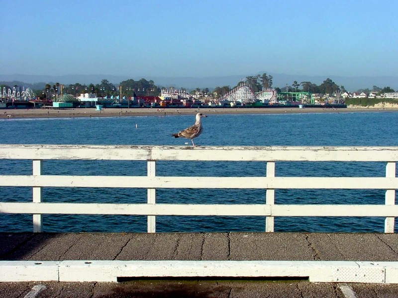 [DOT CD02] California Coastline - Gull; DISPLAY FULL IMAGE.