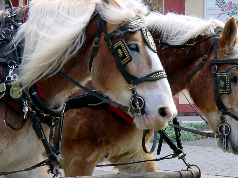 [DOT CD02] California Solvang - Horses; DISPLAY FULL IMAGE.