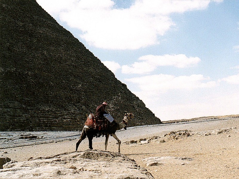 [DOT CD02] Egypt Giza - Camel; DISPLAY FULL IMAGE.
