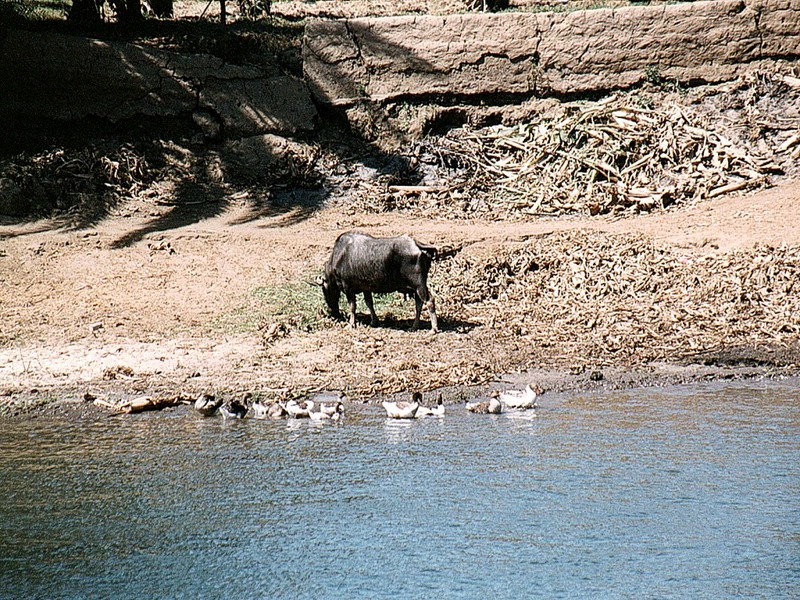 [DOT CD02] Egypt Nile Animals - Cow and Ducks; DISPLAY FULL IMAGE.