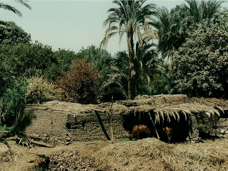 [DOT CD02] Egypt Nile Cattle Shed - Cows; DISPLAY FULL IMAGE.