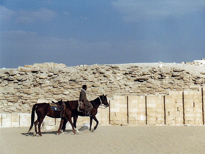 [DOT CD02] Egypt Saqqara - Horses; DISPLAY FULL IMAGE.