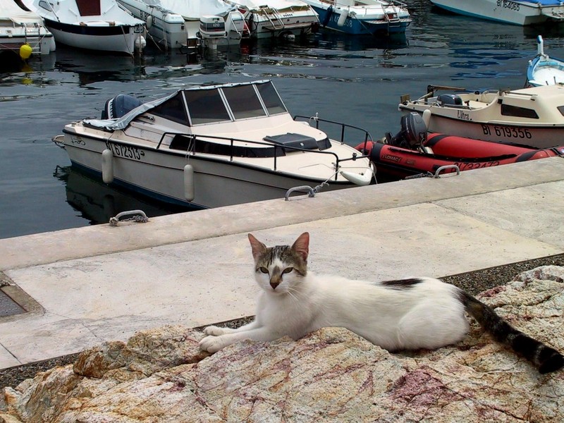 [DOT CD03] France - Corsica - Rousse City Harbor - Cat; DISPLAY FULL IMAGE.