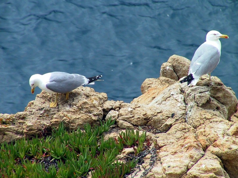 [DOT CD03] France - Corsica - Ile Rousse Island - Gulls; DISPLAY FULL IMAGE.