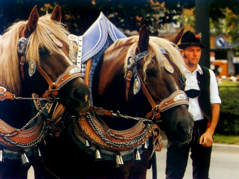 [DOT CD03] Germany - Munich - Oktoberfest - Horses; DISPLAY FULL IMAGE.