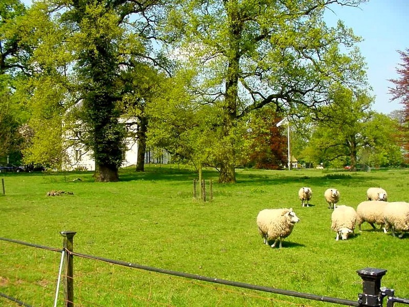 [DOT CD03] Netherlands - Gelderse Valley - Leusden - Sheep; DISPLAY FULL IMAGE.